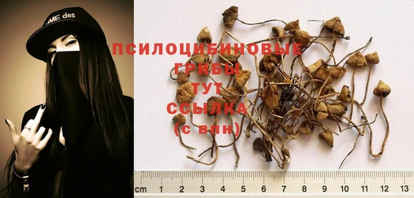 индика Заводоуковск